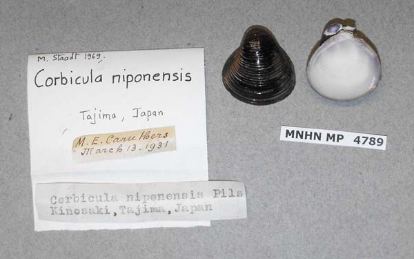 specimen