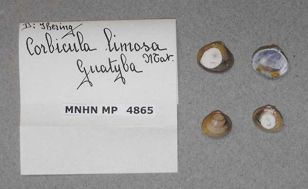 specimen