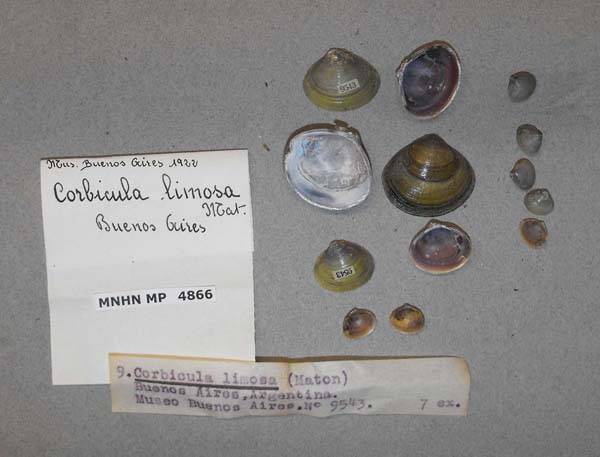 specimen