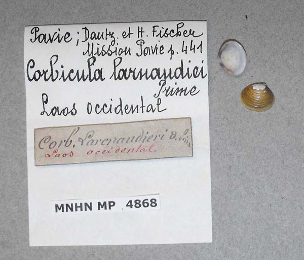 specimen