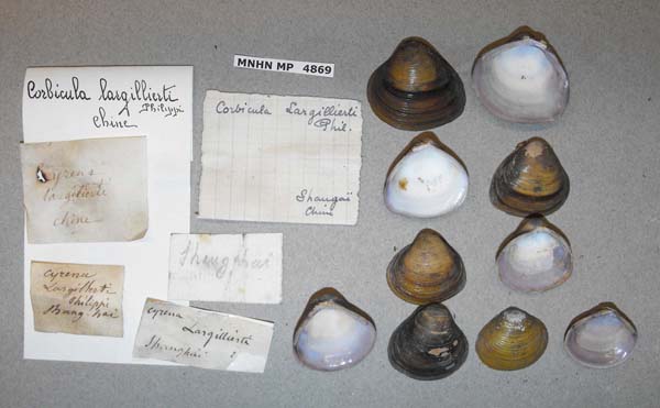 specimen