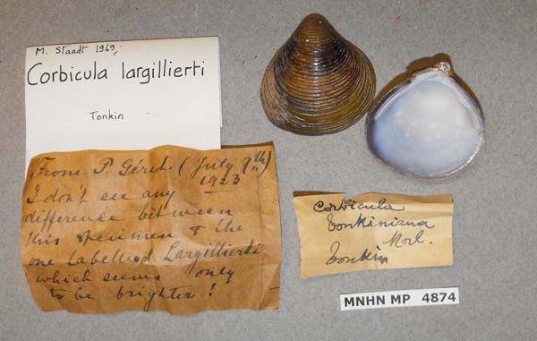 specimen