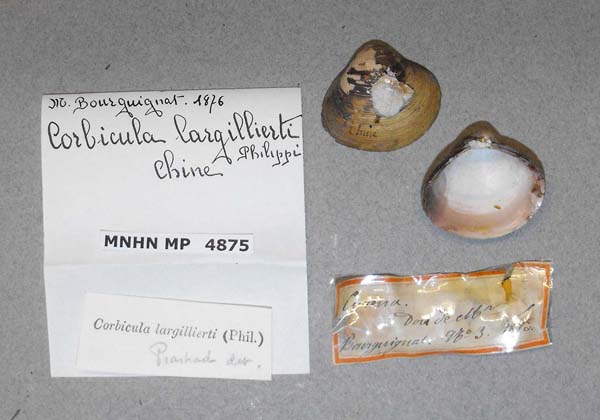 specimen