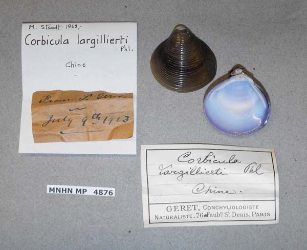specimen