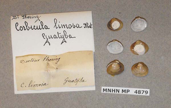 specimen