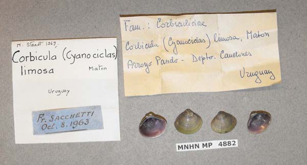 specimen