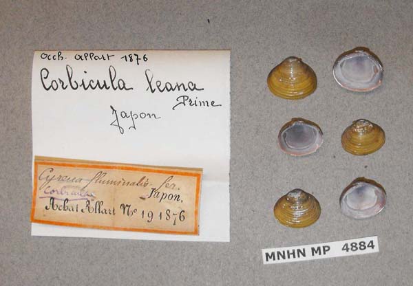 specimen