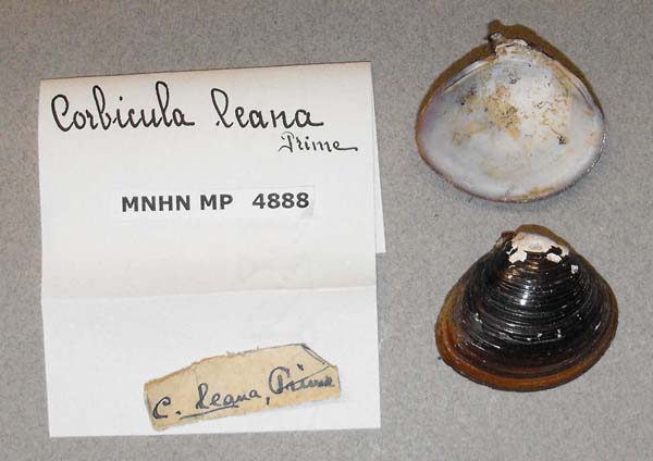 specimen