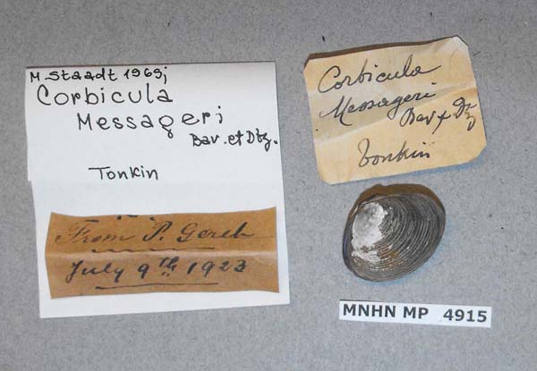 specimen