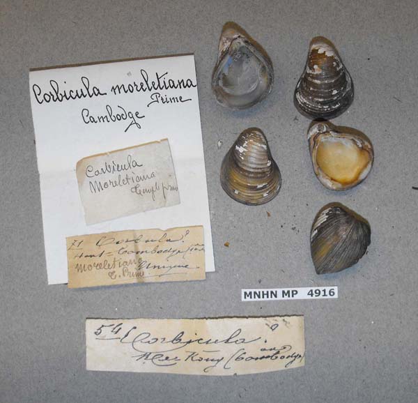 specimen