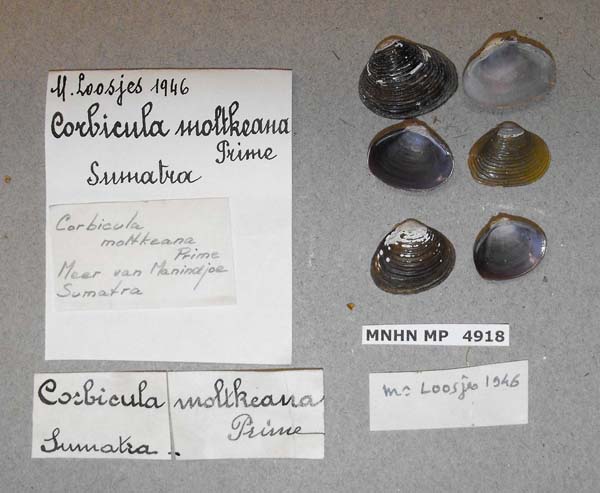 specimen