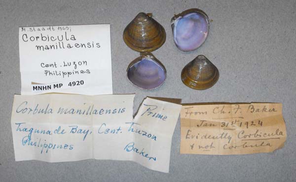 specimen