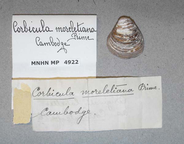specimen