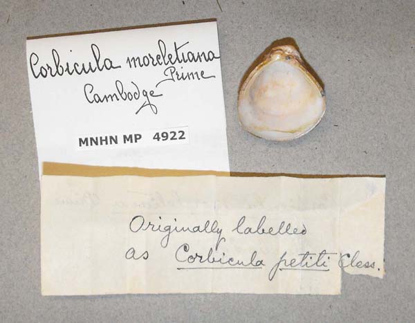 specimen