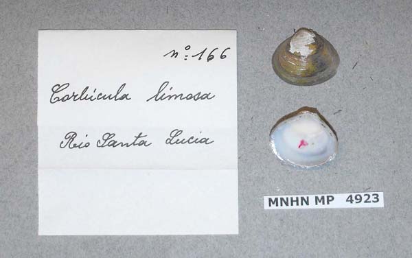 specimen
