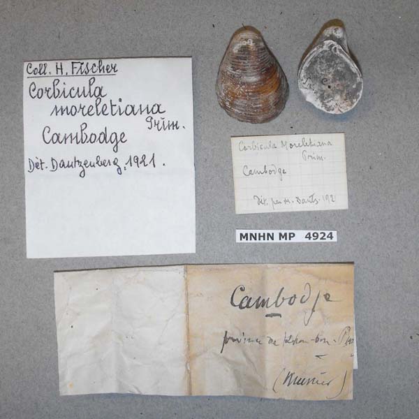 specimen