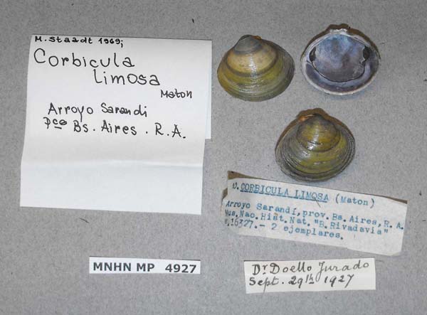 specimen