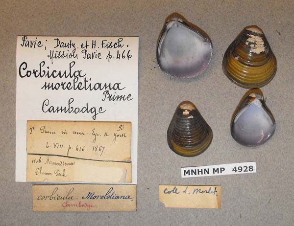 specimen