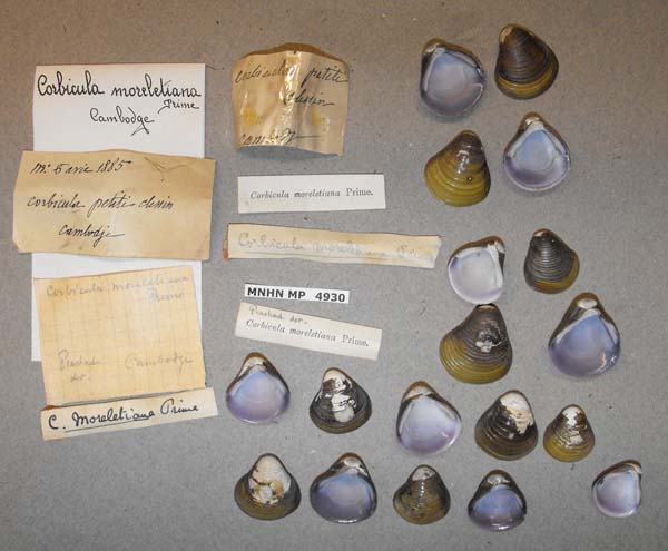specimen