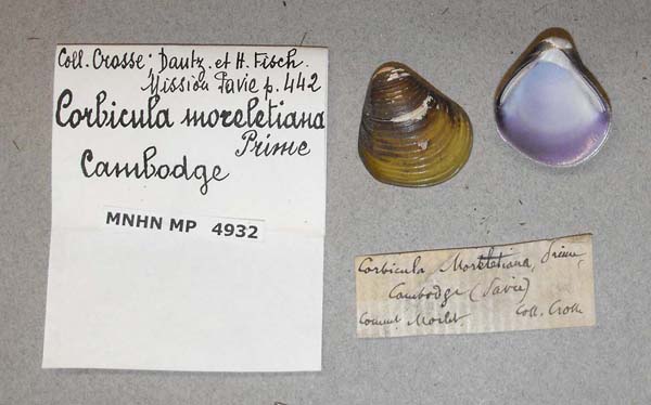 specimen