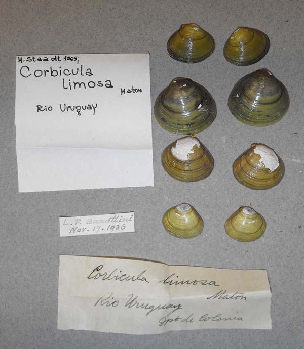 specimen