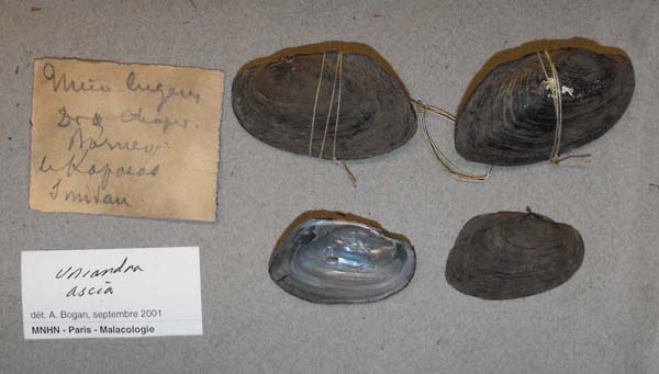 specimen
