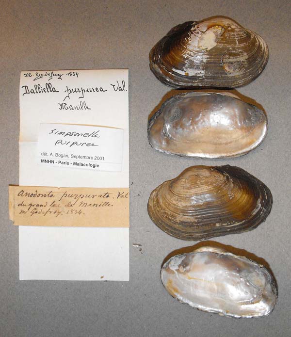 specimen