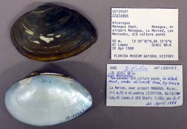 specimen