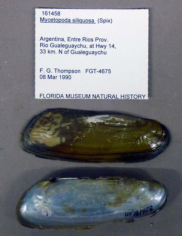 specimen