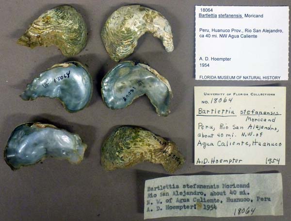 specimen