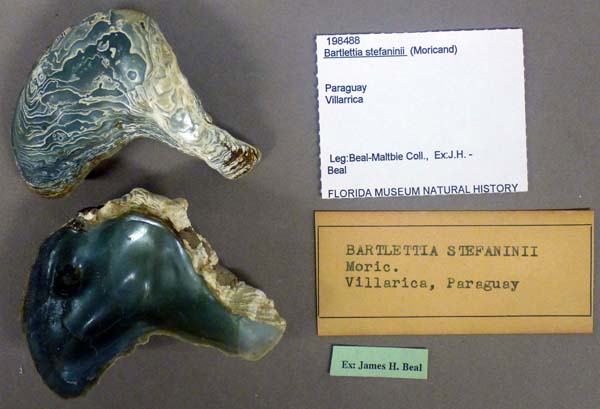 specimen