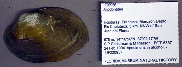 specimen