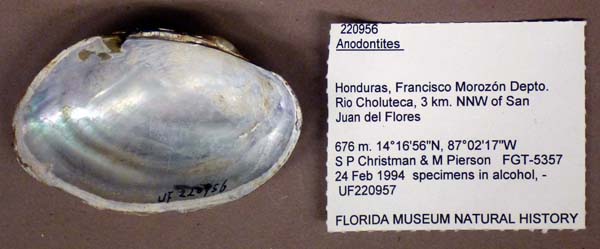specimen