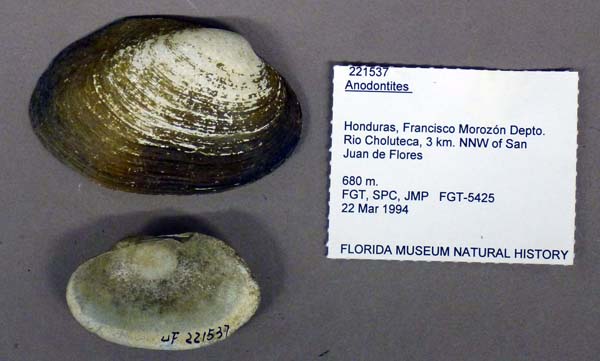 specimen