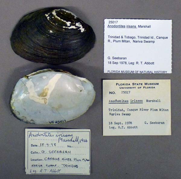 specimen