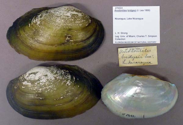 specimen
