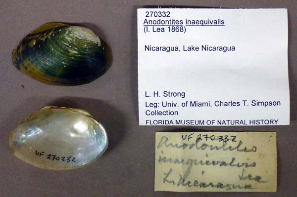 specimen