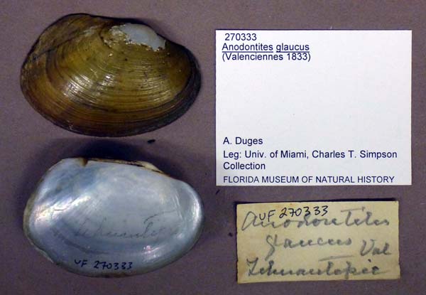 specimen
