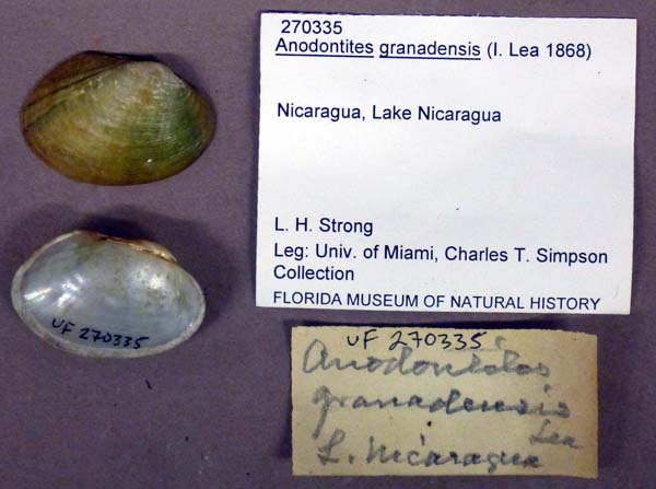 specimen
