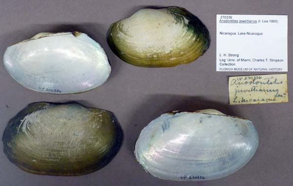 specimen