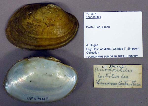 specimen