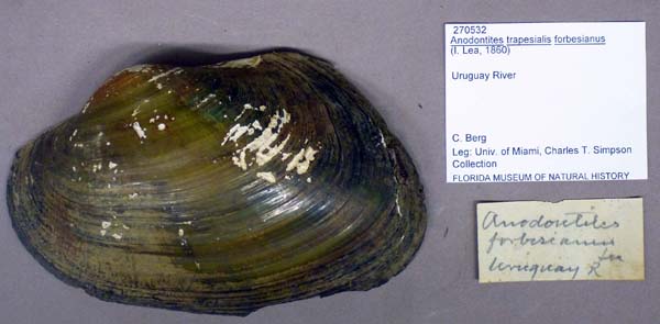specimen