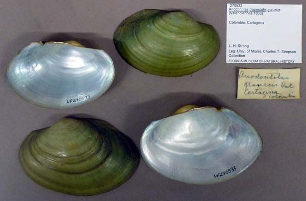specimen