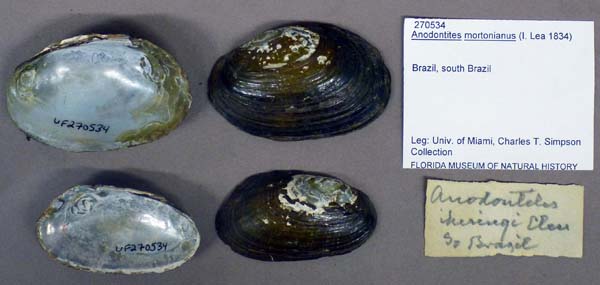 specimen