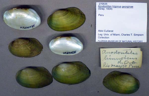 specimen