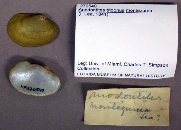 specimen