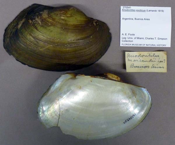 specimen
