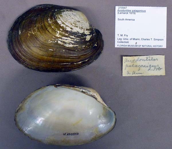specimen