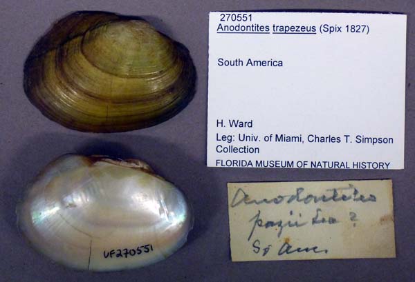 specimen