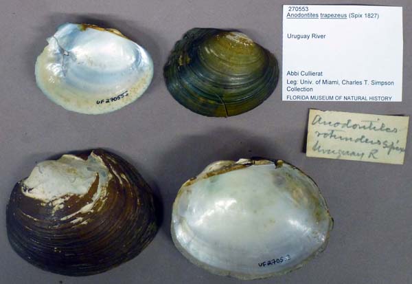 specimen